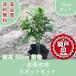 высокое качество чай. дерево 15cm pot 5 pot комплект высота дерева 30cm передний и задний (до и после) бесплатная доставка ( Kanto * Tokai * Kansai * Hokuriku * Shinetsu . ограничение ) Revue . написать привилегия есть!! сырой . низкий дерево 