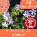  high quality lawn grass Sakura o- gold ton Blue Eye 9cm pot 40 pot free shipping ( Kanto * Tokai * Kansai * Hokuriku * Shinetsu . limit ) ground cover undergrowth Hokkaido to delivery un- possible 