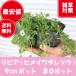  high quality li Piaa (himeiwadare saw )80 pot set 9cm pot free shipping ( Kanto * Tokai * Kansai * Hokuriku * Shinetsu . limit ) ground cover undergrowth .. measures 