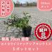  высокое качество seiyouiwa наан тонн akisila белка 10.5cm pot 5 pot комплект высота дерева 20cm передний и задний (до и после) бесплатная доставка ( Kanto * Tokai * Kansai * Hokuriku * Shinetsu . ограничение ) Revue . написать привилегия есть 