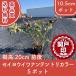  высокое качество seiyouiwa наан палатка li цвет 10.5cm pot 5 pot комплект высота дерева 20cm передний и задний (до и после) бесплатная доставка ( Kanto * Tokai * Kansai * Hokuriku * Shinetsu . ограничение ) Revue . написать привилегия есть 