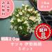  высокое качество Satsuki Исэ город .. Ise jini type pot модель 15cm pot 5 pot Revue . написать привилегия есть!! бесплатная доставка!( Kanto * Tokai * Kansai * Hokuriku * Shinetsu . ограничение )