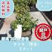  высокое качество Satsuki Hakata 12~15cm pot 5 pot комплект высота дерева 20cm передний и задний (до и после) бесплатная доставка ( Kanto * Tokai * Kansai * Hokuriku * Shinetsu . ограничение )