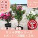  высокое качество Satsuki Исэ город серии 12~15cm pot 6 pot (3 вид ×2 pot ) высота дерева 30cm передний и задний (до и после) бесплатная доставка ( Kanto * Tokai * Kansai * Hokuriku * Shinetsu . ограничение ) Revue . написать привилегия есть!