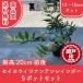  высокое качество seiyouiwa наан тонн Rainbow 12~15cm pot 5 pot высота дерева 20cm передний и задний (до и после) бесплатная доставка ( Kanto * Tokai * Kansai * Hokuriku * Shinetsu . ограничение ) Revue . написать привилегия есть 