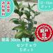  высокое качество senryou12~15cm pot 5 pot комплект высота дерева 30cm передний и задний (до и после) бесплатная доставка ( Kanto * Tokai * Kansai * Hokuriku * Shinetsu . ограничение ) Revue . написать привилегия есть!! садовое дерево горшок . тысяч обе 