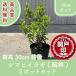  высокое качество sima османтус разнолистный .. pot модель 15cm pot 5 pot комплект высота дерева 30cm передний и задний (до и после) бесплатная доставка ( Kanto * Tokai * Kansai * Hokuriku * Shinetsu . ограничение ) Revue . написать привилегия есть!