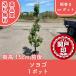  высокое качество падуб корень наматывать or pot 1 pot высота дерева 150cm передний и задний (до и после) бесплатная доставка ( Kanto * Tokai * Kansai * Hokuriku * Shinetsu . ограничение ) Revue . написать привилегия есть!