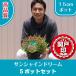  высокое качество абелия крупноцветковая sunshine ti Dream 15cm pot 5 pot комплект бесплатная доставка ( Kanto * Tokai * Kansai * Hokuriku * Shinetsu . ограничение ) Revue . написать привилегия есть 