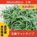 [ general sale beginning ] sphere dragon ( ophiopogon japonicus ) mat type 3 pieces set own cultivation direct delivery from producing area free shipping ( Kanto * Tokai * Kansai * Hokuriku * Shinetsu . limit )