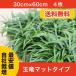 [ general sale beginning ] sphere dragon ( ophiopogon japonicus ) mat type 4 pieces set own cultivation direct delivery from producing area free shipping ( Kanto * Tokai * Kansai * Hokuriku * Shinetsu . limit )