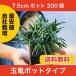 [ обычный распродажа начало ] шар дракон ( офиопогон японский ) pot модель 200 шт собственный культивирование бесплатная доставка ( Kanto * Tokai * Kansai * Hokuriku * Shinetsu . ограничение ) 7.5cm pot 200 pot 