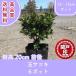  высокое качество шар Satsuki pot модель 12~15cm pot 6 pot комплект высота дерева 20cm передний и задний (до и после) бесплатная доставка ( Kanto * Tokai * Kansai * Hokuriku * Shinetsu . ограничение ) Revue . написать привилегия есть!