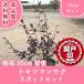  высокое качество tokiwa гамамелис 15cm pot 5 pot комплект высота дерева 30cm передний и задний (до и после) сырой . оптимальный бесплатная доставка ( Kanto * Tokai * Kansai * Hokuriku * Shinetsu . ограничение ) Revue . написать привилегия есть!