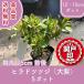  высокое качество flat дверь .. common do азалия oo фиолетовый 12~15cm pot 5 pot высота дерева 25cm передний и задний (до и после) бесплатная доставка ( Kanto * Tokai * Kansai * Hokuriku * Shinetsu . ограничение ) Revue . написать привилегия есть!