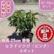  высокое качество flat дверь .. common do азалия розовый 12~15cm pot 6 pot высота дерева 25cm передний и задний (до и после) бесплатная доставка ( Kanto * Tokai * Kansai * Hokuriku * Shinetsu . ограничение ) Revue . написать привилегия есть!