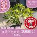  высокое качество flat дверь .. common do азалия takane морщина li12~15cm pot 5 pot высота дерева 25cm передний и задний (до и после) бесплатная доставка ( Kanto * Tokai * Kansai * Hokuriku * Shinetsu . ограничение ) Revue . написать привилегия есть!