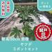  высокое качество yatsute. рука pot or корень наматывать 5 pot комплект высота дерева 50cm передний и задний (до и после) бесплатная доставка ( Kanto * Tokai * Kansai * Hokuriku * Shinetsu . ограничение ) Revue . написать привилегия есть!!..... веер "uchiwa" 