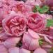 ���ރo���@�X�p�[�N���[�@�@����s�@�������Rose �֘A�摜3