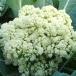  цветная капуста. вид Dolce ole 60 маленький пакет 