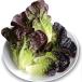  Mini lettuce. вид красный re сеть маленький пакет ( пальто 40 шарик )