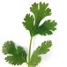  трава. вид кориандр скумбиря i(..) 10ml ( овощи. вид )