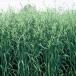緑肥の種 えん麦 スワン 1kg