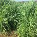 緑肥の種 ライ麦 緑春2（品種名 レンズ　アブルッチィ） 1kg