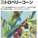  кукуруза. вид клубника кукуруза ( оценка для ) примерно 3ml ( овощи. вид )