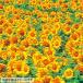  подсолнух. вид большой колесо один -слойный .. желтый цвет 1L
