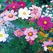  Cosmos. вид sonata premium Mix маленький пакет ( осень Sakura )