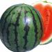  арбуз . большой арбуз контактный дерево рассада 4 шт. комплект предварительный заказ распродажа 