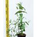  саженец эвкалипт *biko стартер 15cm pot 