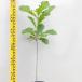  саженец балка дуб 15cm pot 