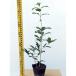  саженец османтус 15cm pot 