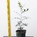  саженец шелк жасмин 18cm pot 