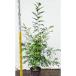  саженец шелк жасмин 24cm pot 