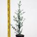  саженец эвкалипт * серебряный жевательная резинка 15cm pot 