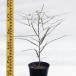  саженец ki-z Land бутылка tree 15cm pot 