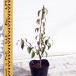  саженец падуб 12cm pot 