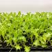  оборка lettuce гидропонная культура рассада 100 АО l мягкость еда чувство . популярный! огород тоже ..... салат овощи 