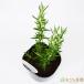  розмарин majo LUKA розовый .. рассада трава овощи / 9cm pot 