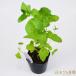  кошка мята рассада трава овощи / 9cm pot 