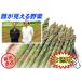 C-3 name . city production : road north wistaria rice field fresh original . ground cultivation green aspalaL size * approximately 1.6kg go in *1 box direct delivery from producing area 
