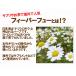 �t�B�[�o�[�t���[ ���V�C������̃n�[�u�e�B�[30�� �t�B�[�o�[�t���[�̃n�[�u�e�B�[ �e�B�[�o�b�O �m���J�t�F�C�� �y�p�[�~���g �� �J���~�[�� ���N�� �֘A�摜1