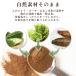 �ӂ��̂Ƃ��E�S�[���E�Ȃ܂��p�E�_�[50g �y�^�V�� �����V  �t�L�m�g�E �S�[���[ �i�}�R ���� �p�E�_�[ �ӂ��̂Ƃ��G�L�X �o�^�[�o�[ butter bur �֘A�摜4