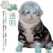  кошка для маска намордник foot с чехлом прозрачный домашнее животное маска космос headgear намордник "дышит" кошка ветеринарный воротник вентиляция кошка .. кусачки для ногтей инструмент для оказания помощи уголок уборка душ 