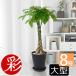  decorative plant pakira Sera art pot 8 number pot large for interior interior stylish opening festival . celebration new building festival . black white cellar to pot Mother's Day 