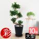 �ϗt�A�� �{�� �K�W���}�� ���藳�^�C�v �Z���A�[�g�� 10���� ��^ �u���b�N �z���C�g �w������ �ۂ��t