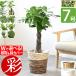  decorative plant 7 number pot kind is possible to choose pot with cover set pakira monstera pothos sansevieria yucca gekitsu Mexico ticket tea cocos nucifera Augusta . luck. tree Mother's Day 